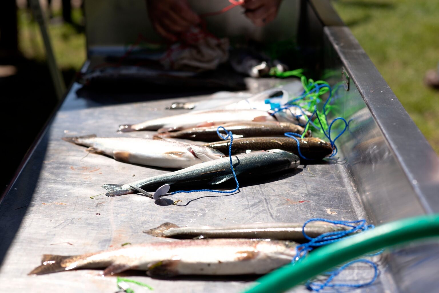 Gallery Sprague Rod & Gun